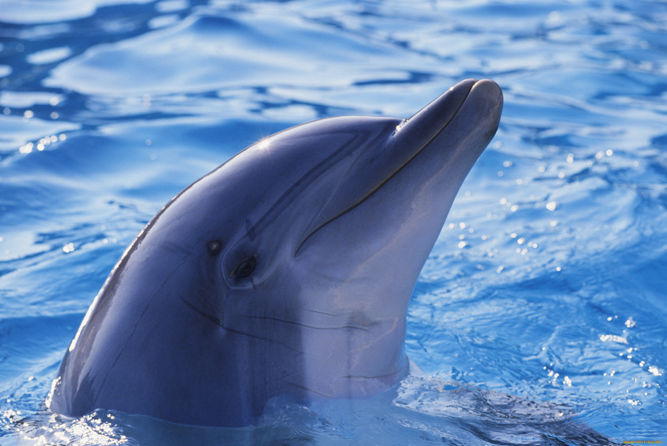 Дельфин ч буду жить. Дельфин-Афалина. Дельфин в субтропиках. Дыхало у дельфинов. Дельфины фото.